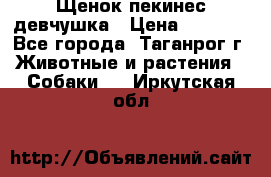 Щенок пекинес девчушка › Цена ­ 2 500 - Все города, Таганрог г. Животные и растения » Собаки   . Иркутская обл.